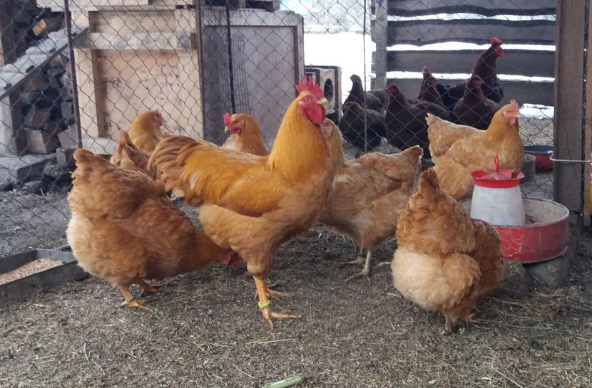  - 3 Plymouth rock buff 2014-2022 arhiva