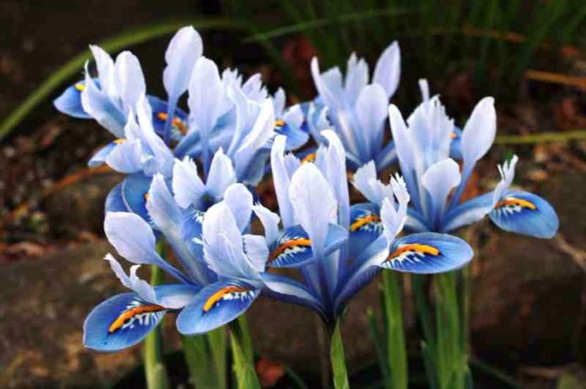 Iris reticulata alida - BULBI DE FLORI-achizitii