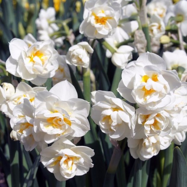 narcissus-daffodil-bridal-crown- - BULBI DE FLORI-achizitii
