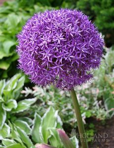 Allium - BULBI DE FLORI-achizitii