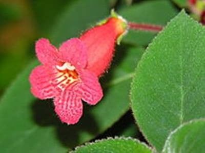 Kohleria Eriantha - KOHLERII