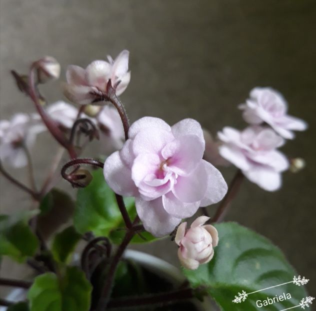 Rob-s Vanilla Trail epuizat - Rob-s Vanilla Trail