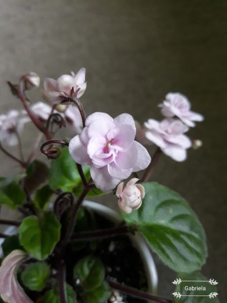  - Rob-s Vanilla Trail