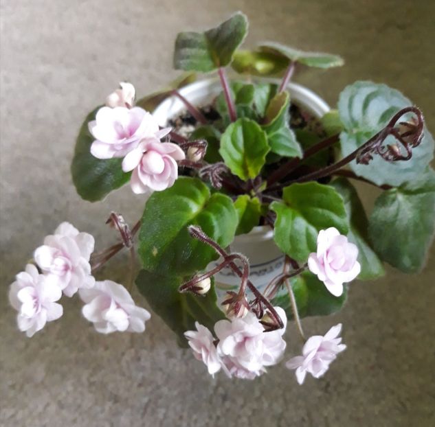  - Rob-s Vanilla Trail