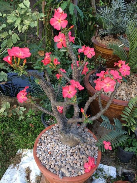 Pachypodium baronii ssp. windsorii - achizitionata - Whish list pentru viata urmatoare1