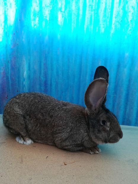 M. RO26 -4715 - 2018 uriaș german gri