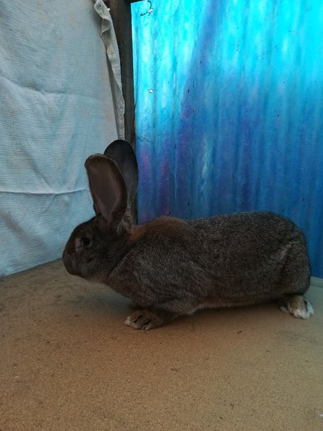 M. RO26 -4715 - 2018 uriaș german gri