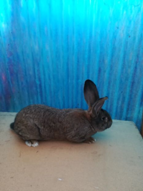 M. RO26 -4715 - 2018 uriaș german gri