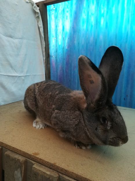 F. RO23 -4715 - 2018 uriaș german gri