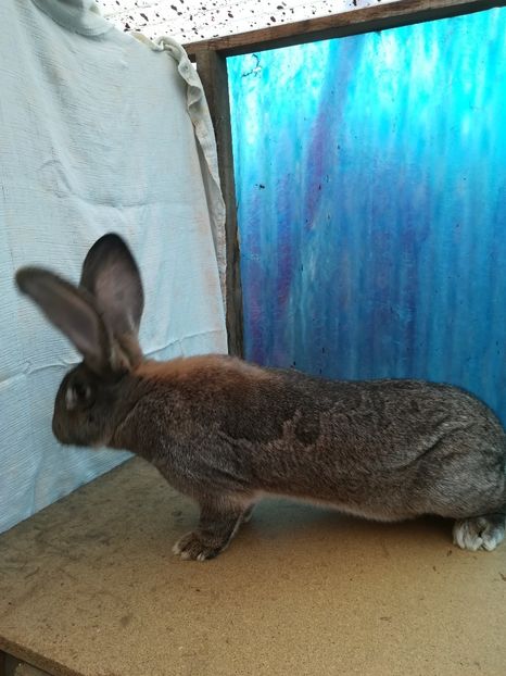 F. RO23 -4715 - 2018 uriaș german gri