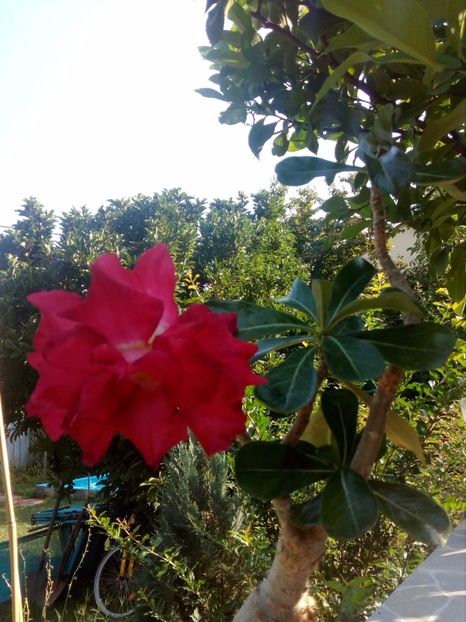  - Adenium Hoya si alte plante suculente