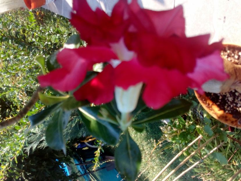  - Adenium Hoya si alte plante suculente