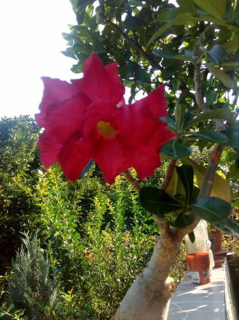  - Adenium Hoya si alte plante suculente