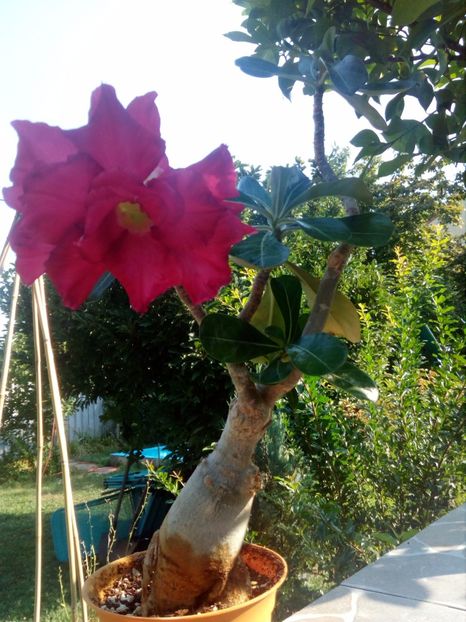  - Adenium Hoya si alte plante suculente