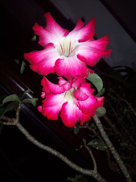  - Adenium Hoya si alte plante suculente