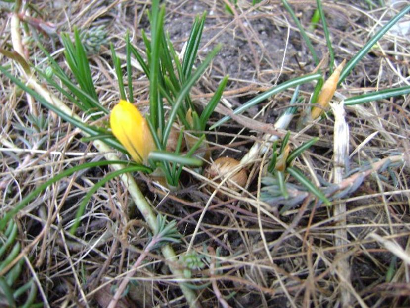 9 febr. 2018: Primul crocus - Flori in plina iarna