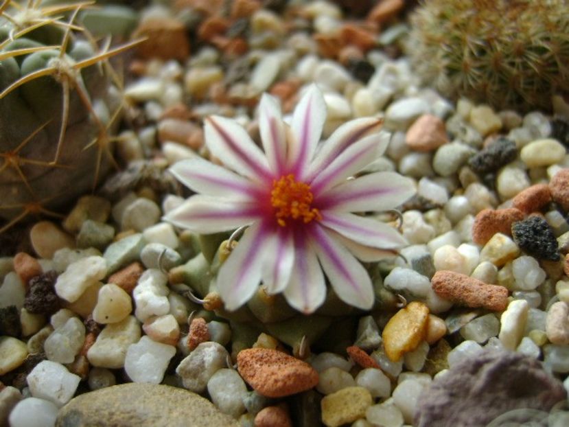 Turbinicarpus panarottoi - Cactusi 2018