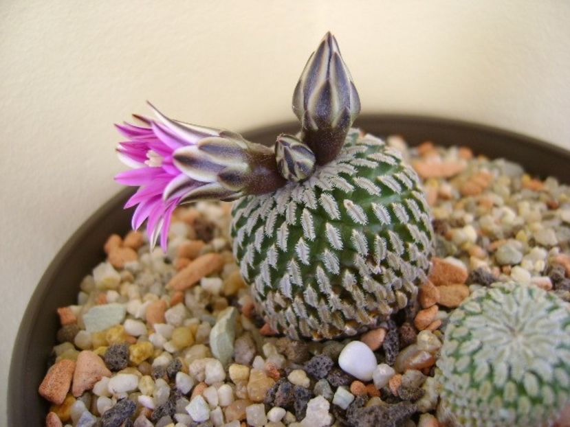 Turbinicarpus pseudopectinatus - Cactusi 2018