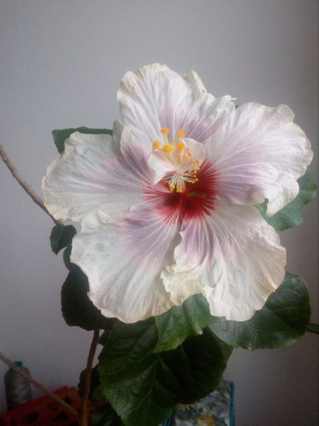  - Hibiscus