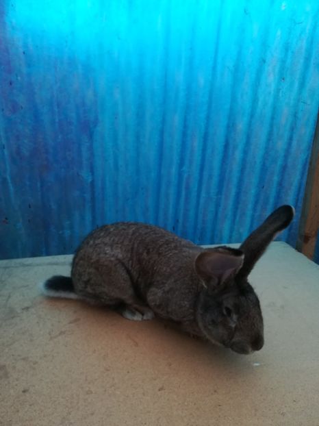 M. RO26 -4715 - 2018 De vanzare