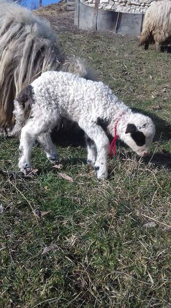 Berbecut de cateva ore fatat - Mieii