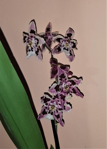 Odontoglossum Nippon - Odontoglossum