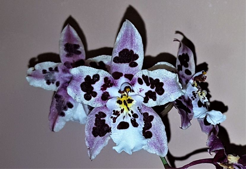  - Odontoglossum