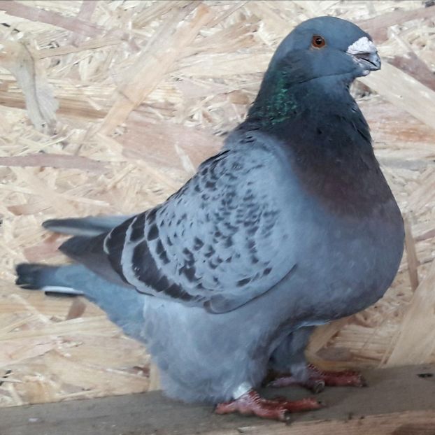 F2015 - Femele AGH 2018