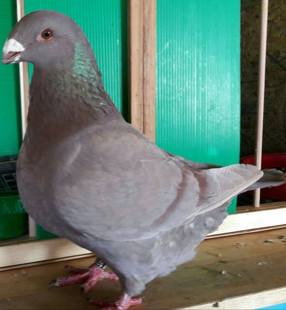 F2016 - Perechi 2018