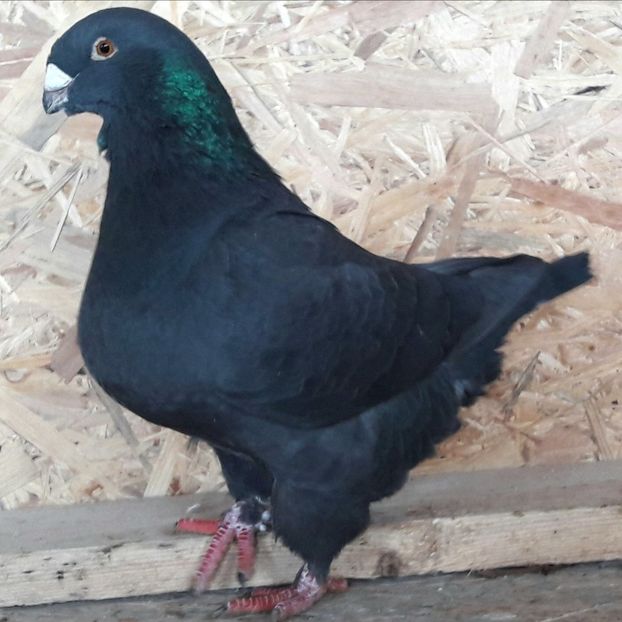 F2015 - Perechi 2018