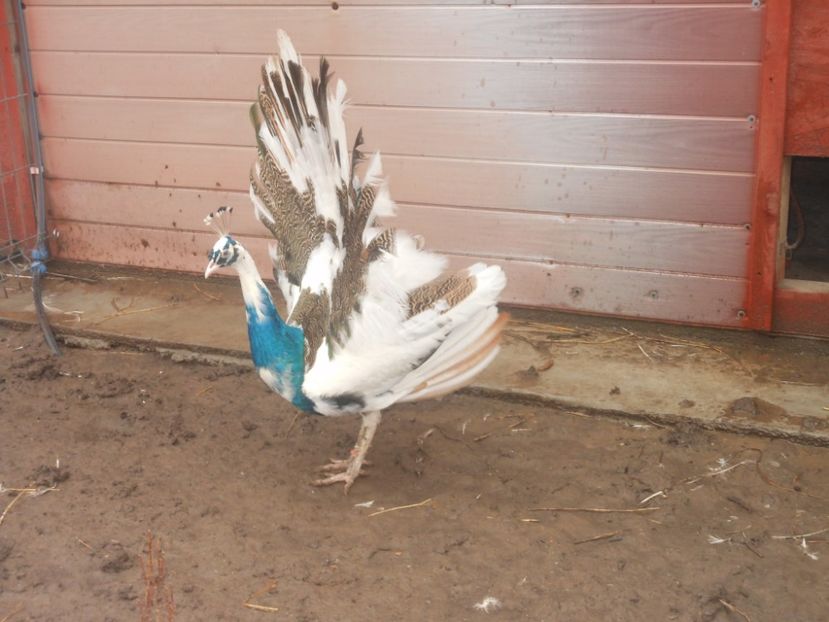  - pauni albi si arlechin