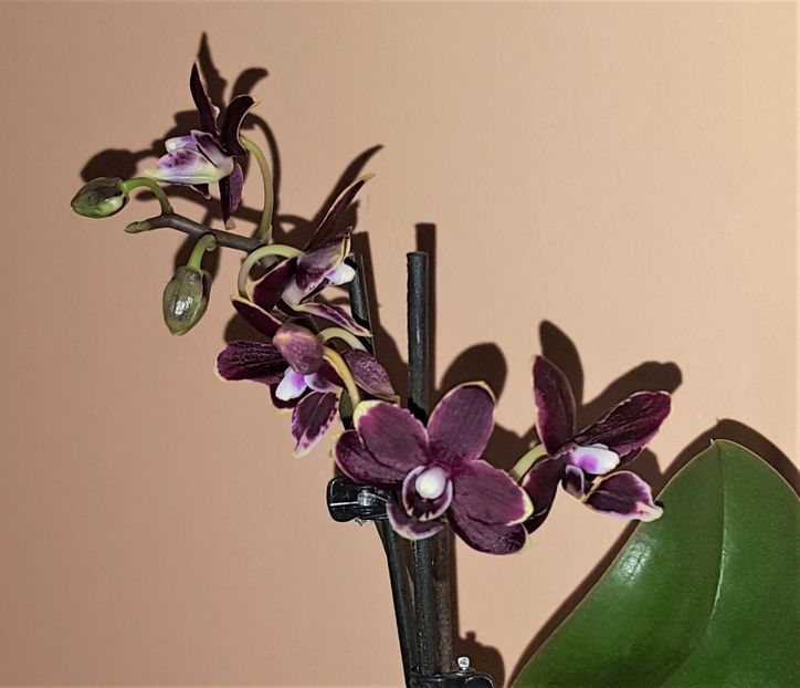 Mini - Phalaenopsis 1
