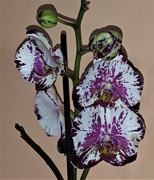  - Phalaenopsis 1