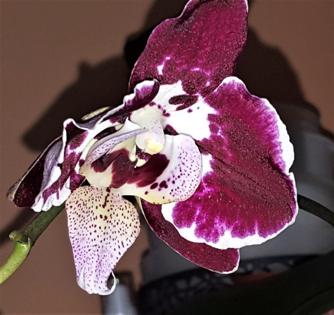  - Phalaenopsis 1