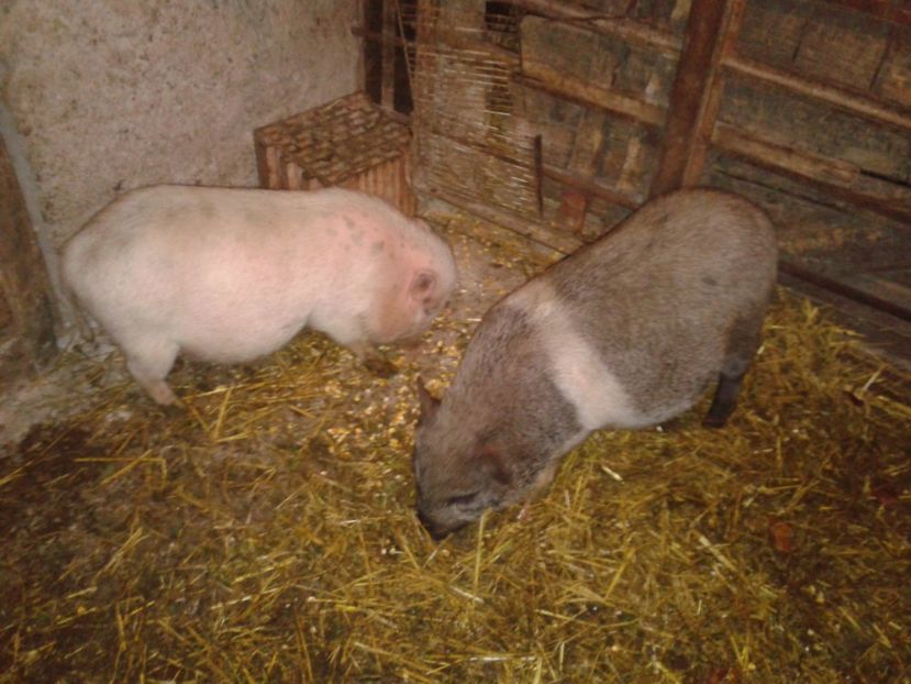 Fotografie0001 - C4---porci vietnamezi