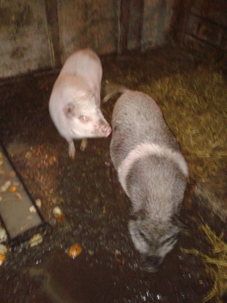 Fotografie0123 - C4---porci vietnamezi