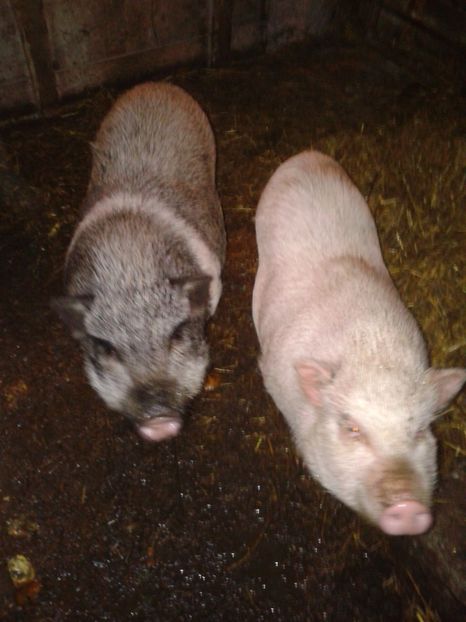 Fotografie0126 - C4---porci vietnamezi