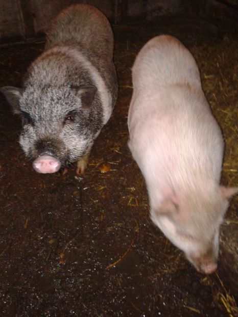 Fotografie0127 - C4---porci vietnamezi