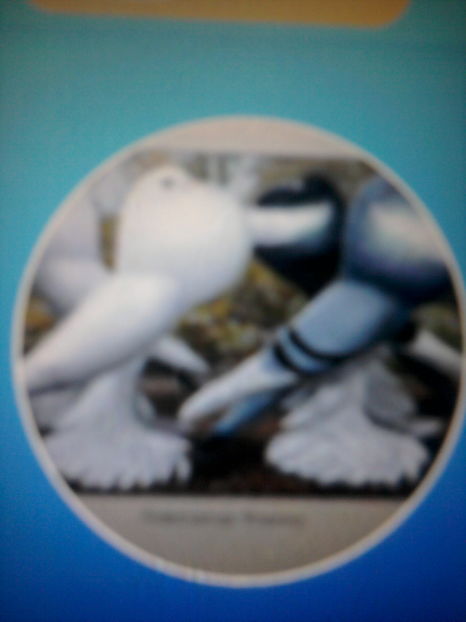 2018 pomerania original - De vânzare