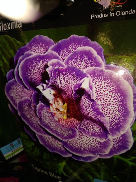 Gloxinia Tigrina Blue - 1 Dorinte 2024