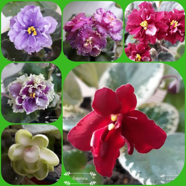  - AA grup violete