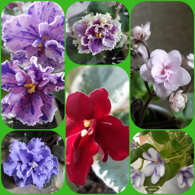  - AA grup violete