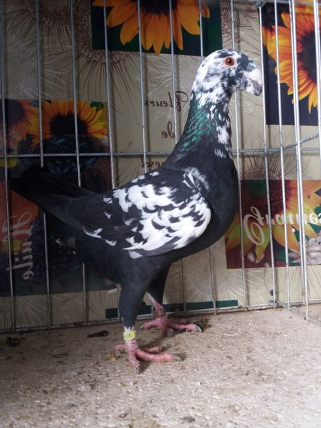  - A 0 GERMANI DE FRUMUSETE MATCA 2018 MASCULI SI FEMELE