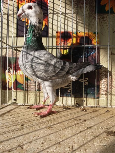  - A 0 GERMANI DE FRUMUSETE MATCA 2018 MASCULI SI FEMELE