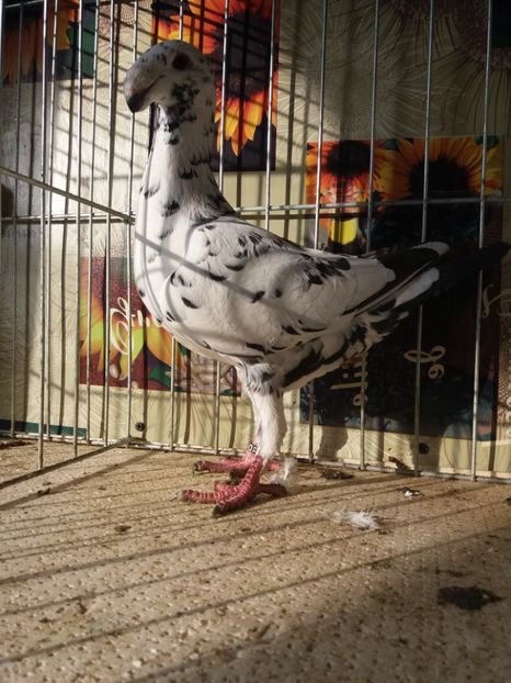  - A 0 GERMANI DE FRUMUSETE MATCA 2018 MASCULI SI FEMELE