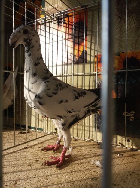  - A 0 GERMANI DE FRUMUSETE MATCA 2018 MASCULI SI FEMELE