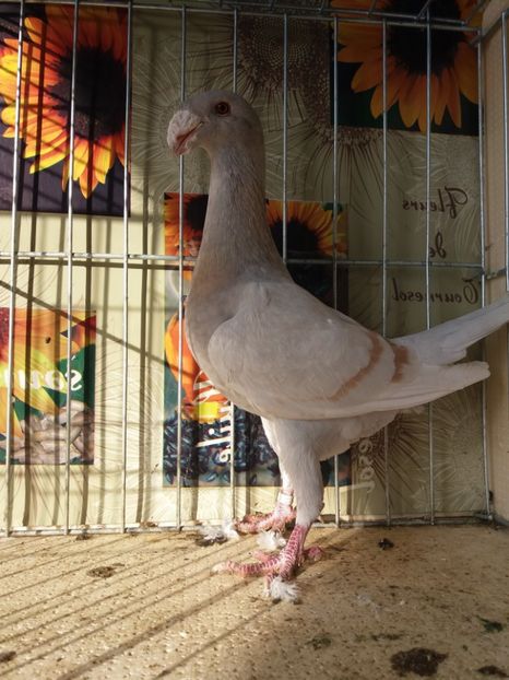  - A 0 GERMANI DE FRUMUSETE MATCA 2018 MASCULI SI FEMELE