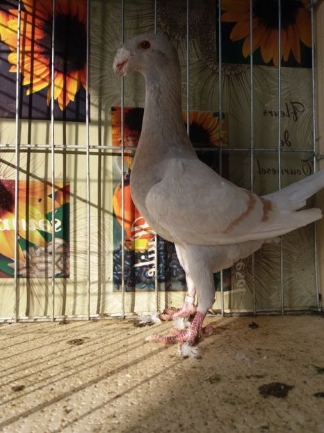  - A 0 GERMANI DE FRUMUSETE MATCA 2018 MASCULI SI FEMELE