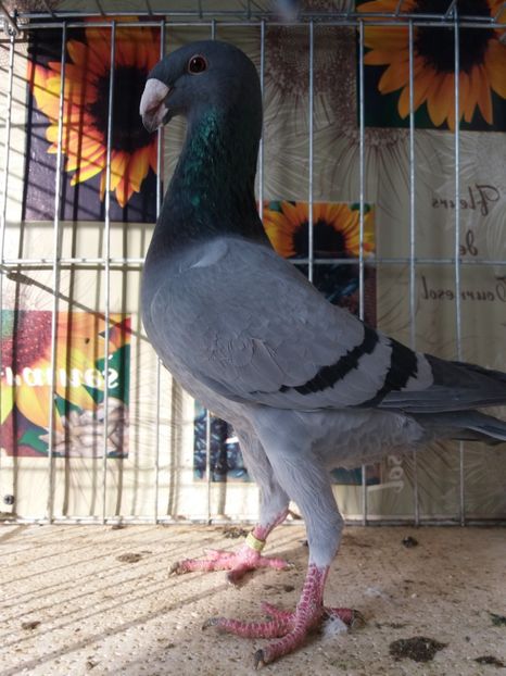  - A 0 GERMANI DE FRUMUSETE MATCA 2018 MASCULI SI FEMELE