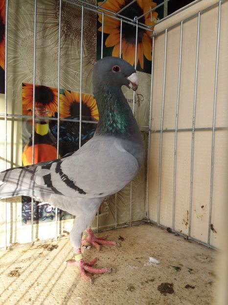  - A 0 GERMANI DE FRUMUSETE MATCA 2018 MASCULI SI FEMELE